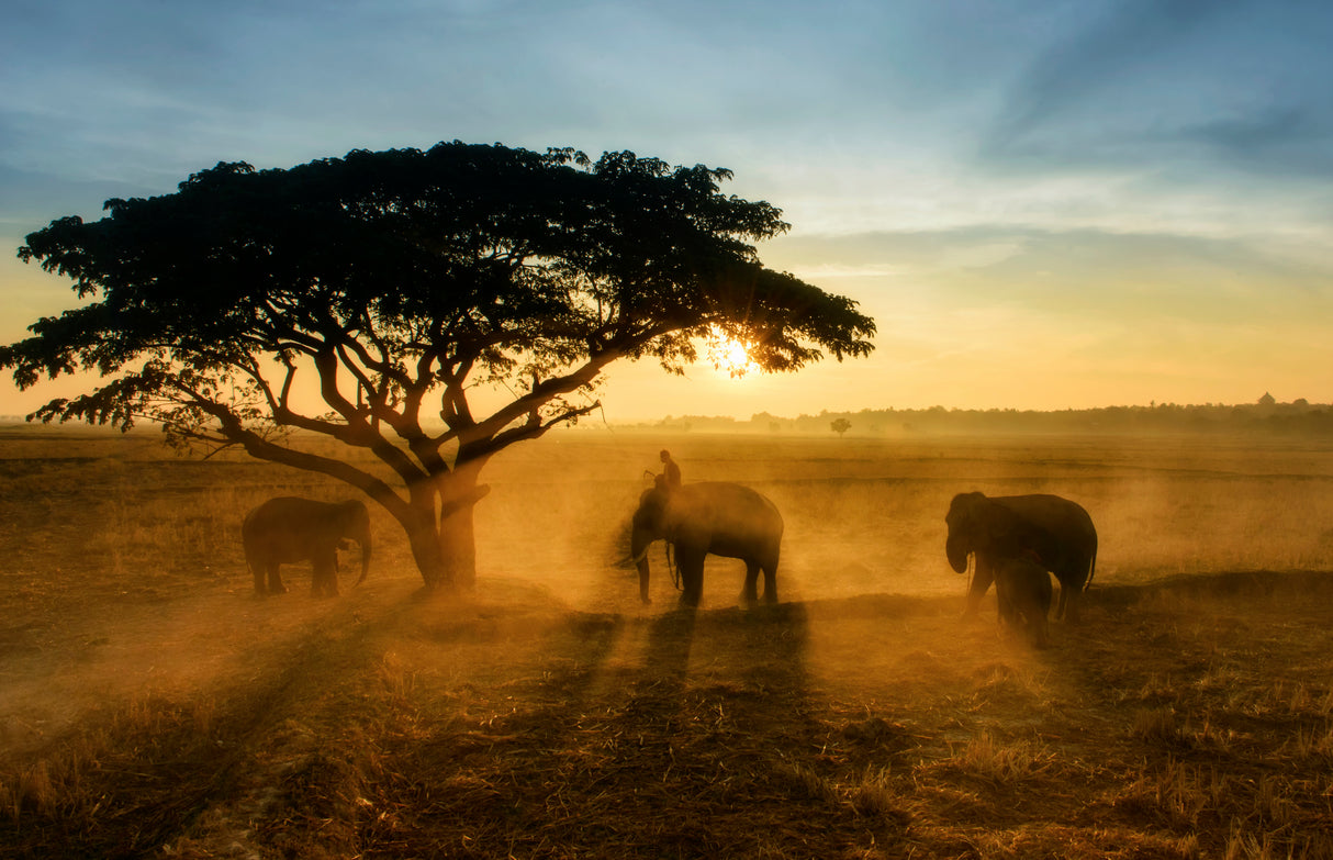 Morning elephant home town Poster och Canvastavla