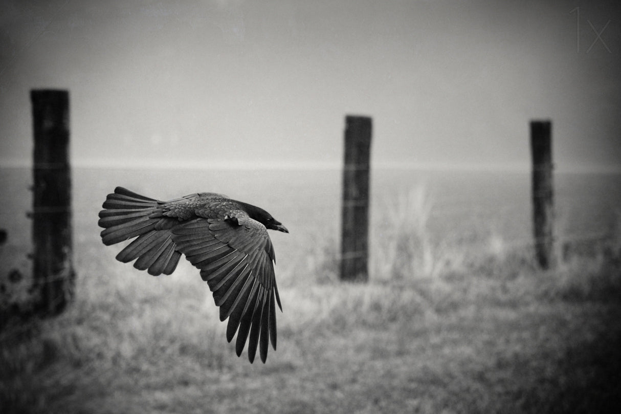 the day of the Raven Poster och Canvastavla