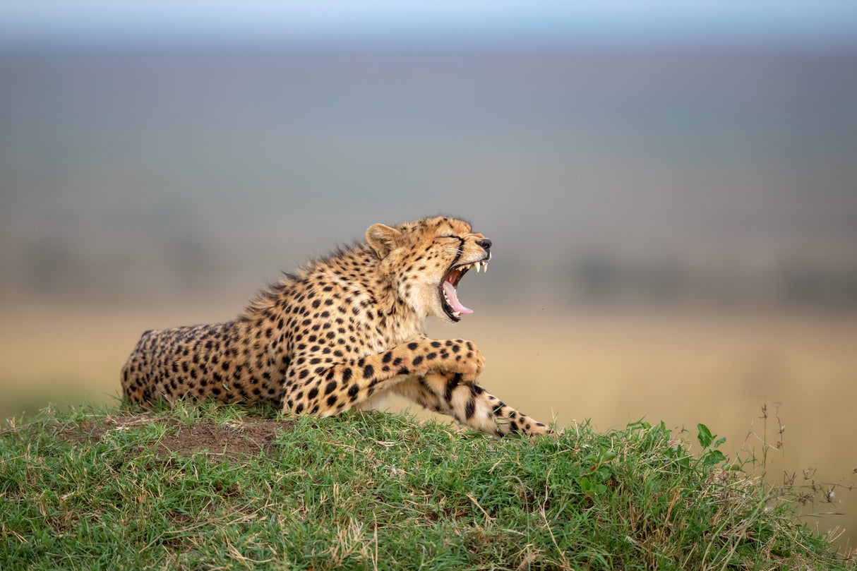 Bored Cheetah Poster och Canvastavla