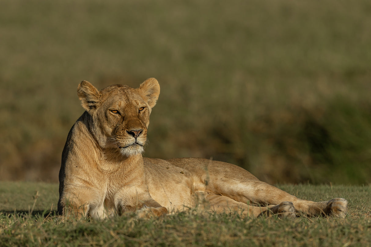 Relaxing Lioness Poster och Canvastavla