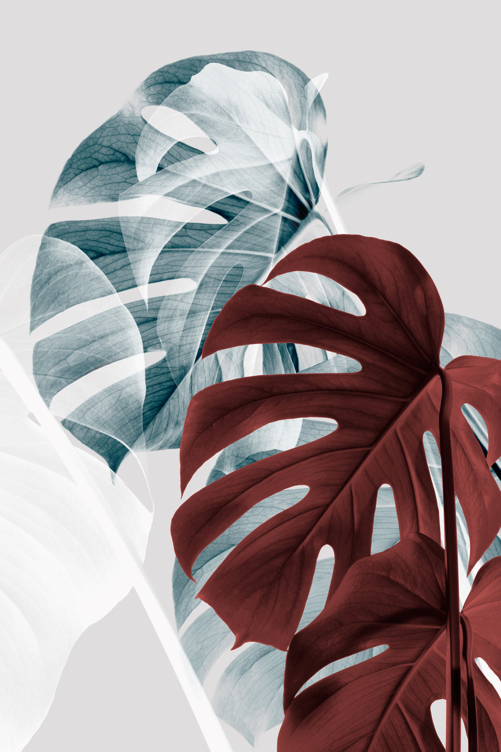 Monstera Creative 18 Poster och Canvastavla