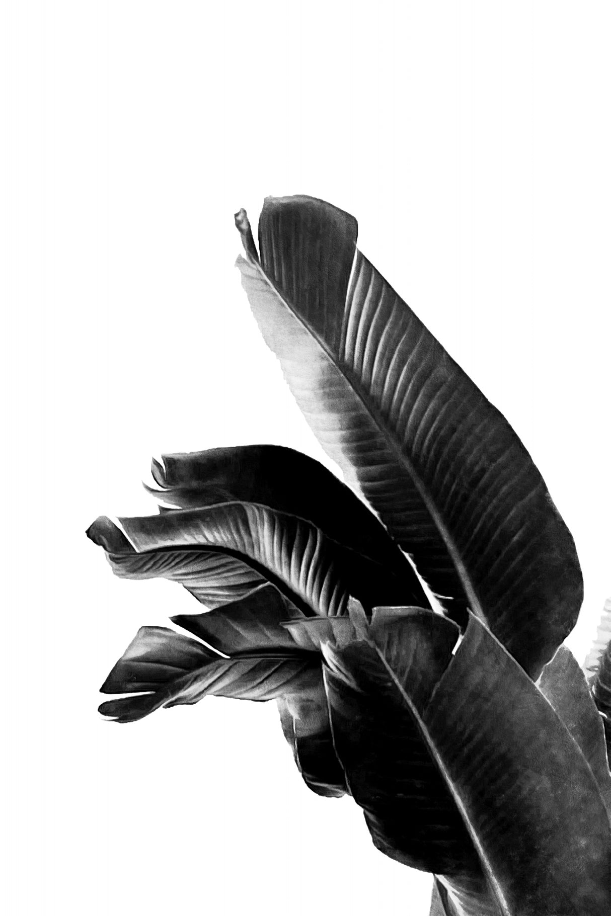 Bird of Paradise Plant Black and White 01 Poster och Canvastavla