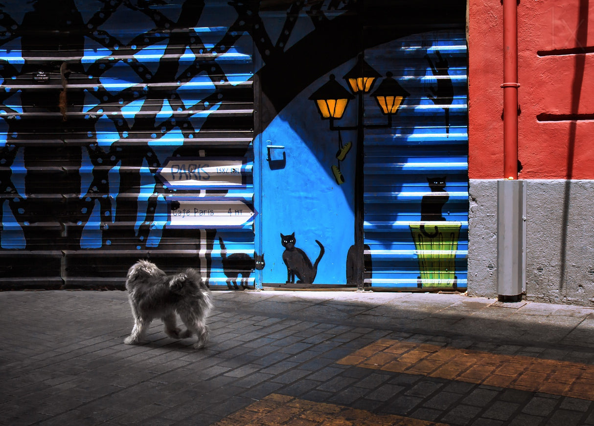 The street cats. Poster och Canvastavla