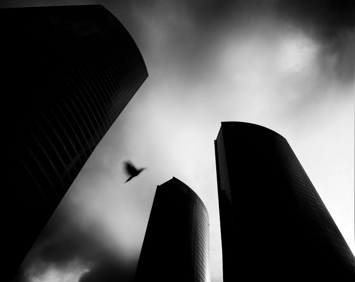 The Lost Bird-Homage for André Kertész Poster och Canvastavla