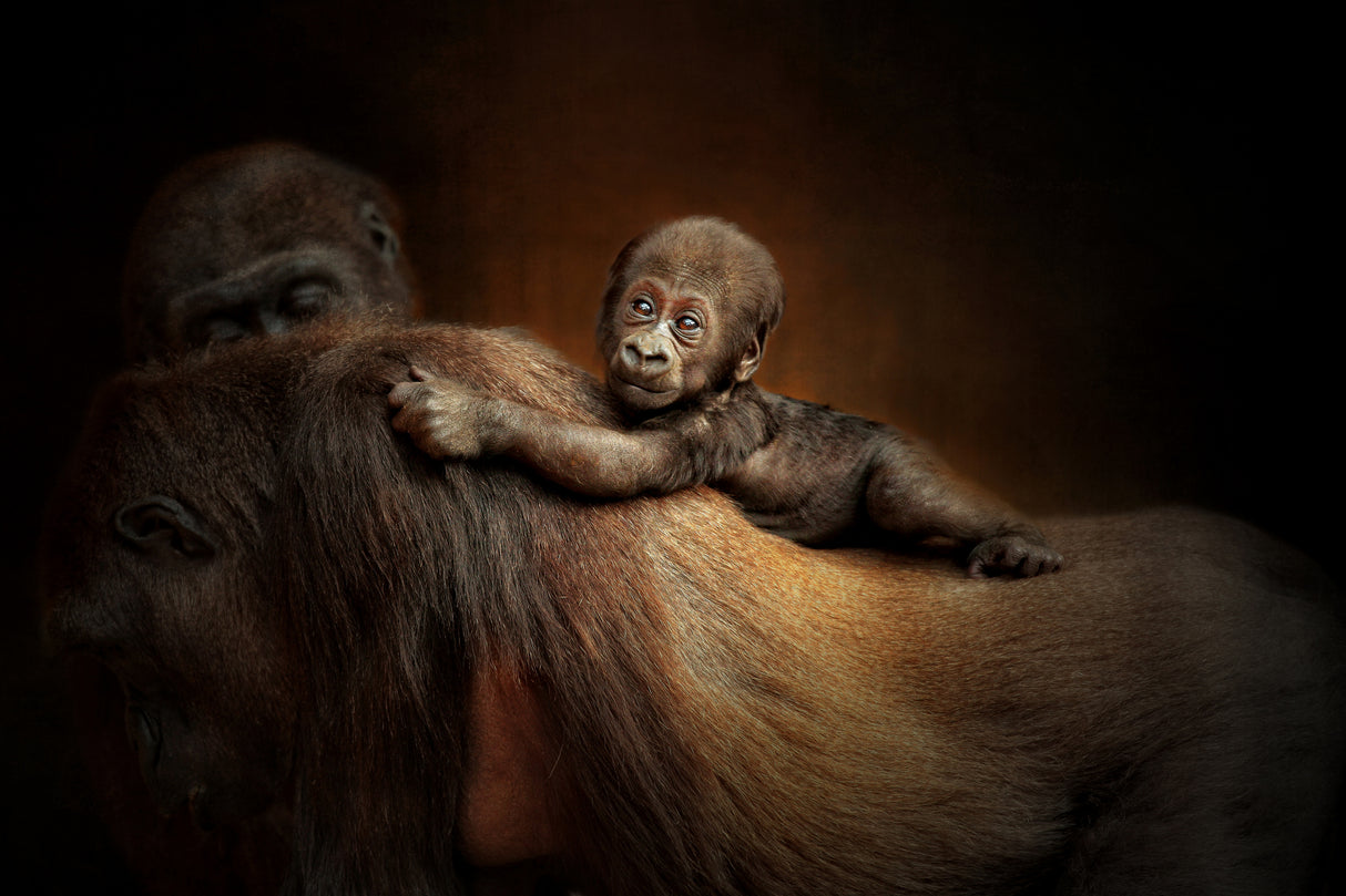 NEW LIFE Poster och Canvastavla