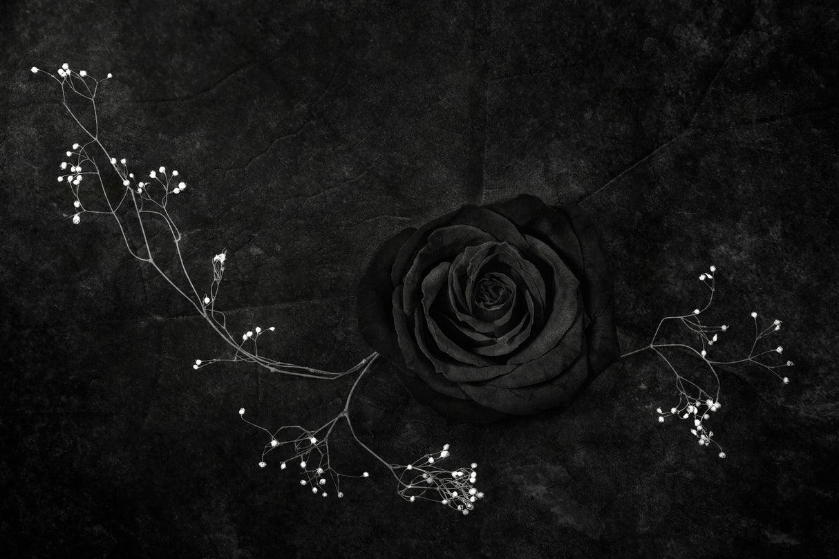 Rose noire Poster och Canvastavla