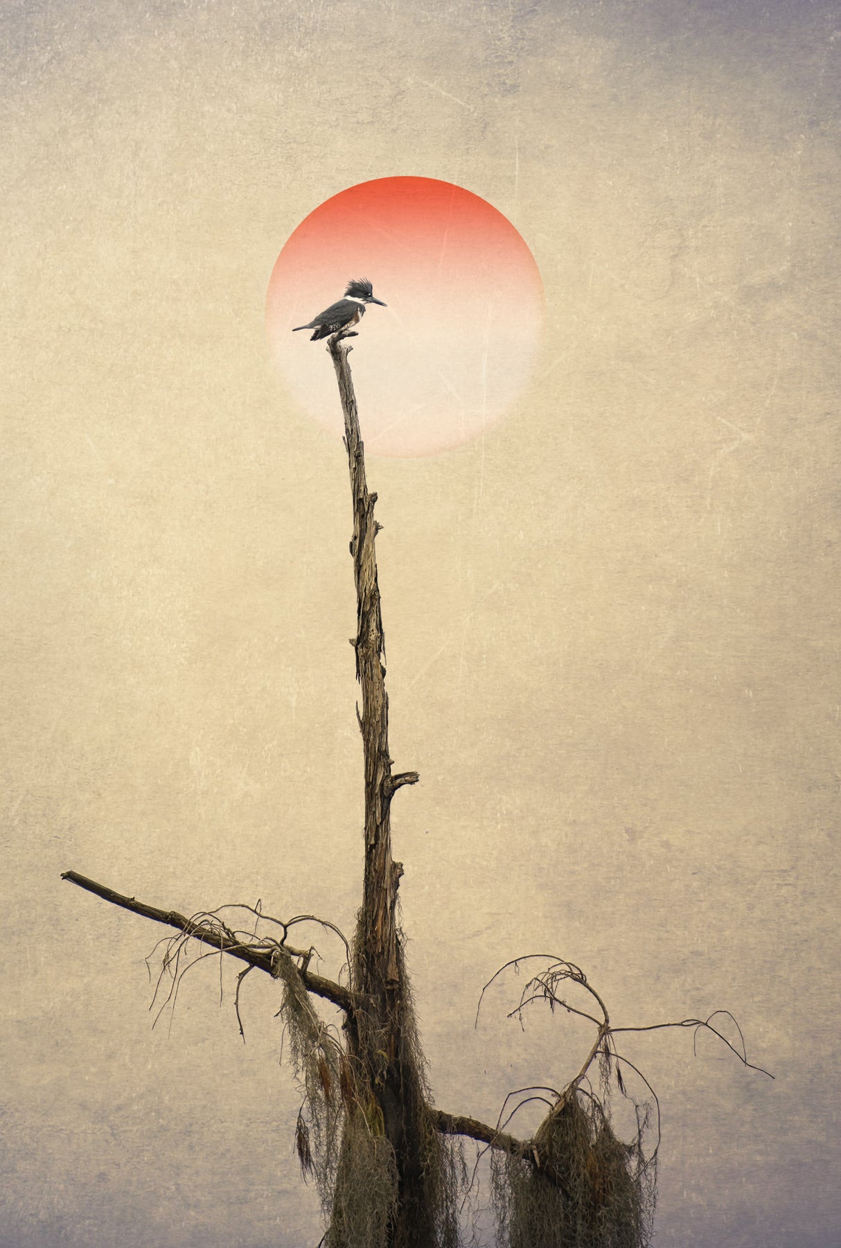 Pictorial Photography Kingfisher Poster och Canvastavla