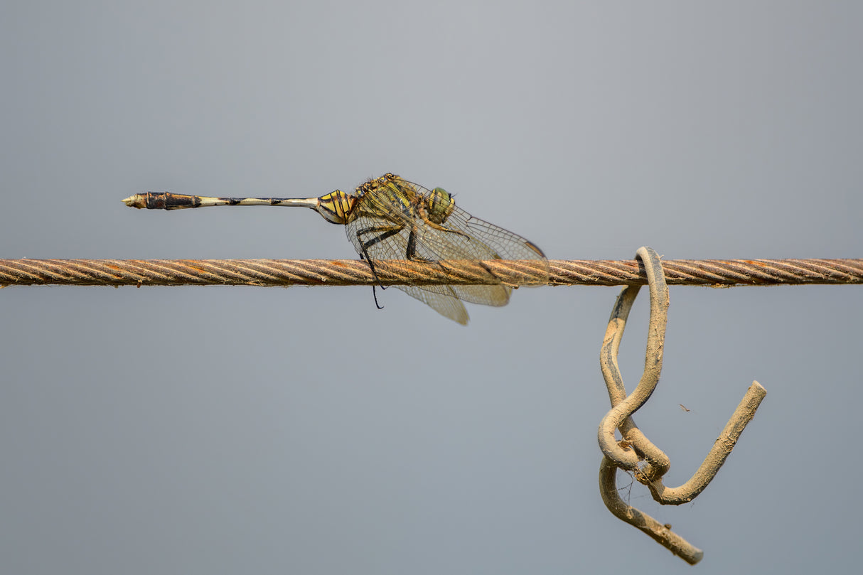 Dragonfly on a wire Poster och Canvastavla