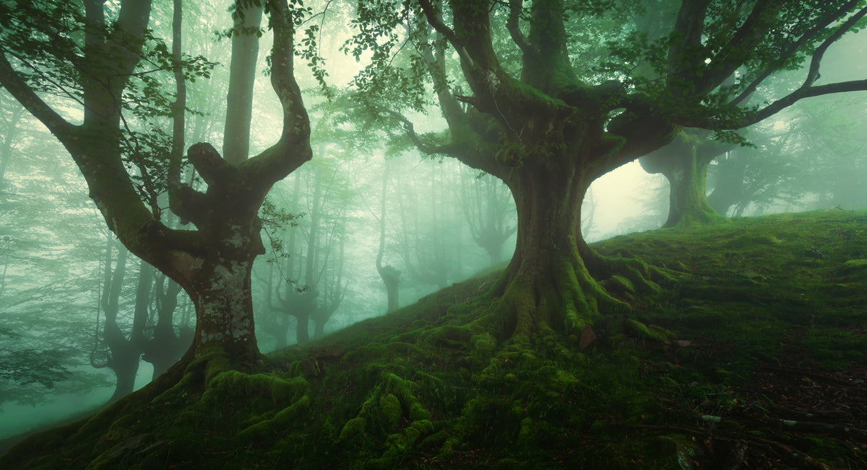 Deep Forest Poster och Canvastavla