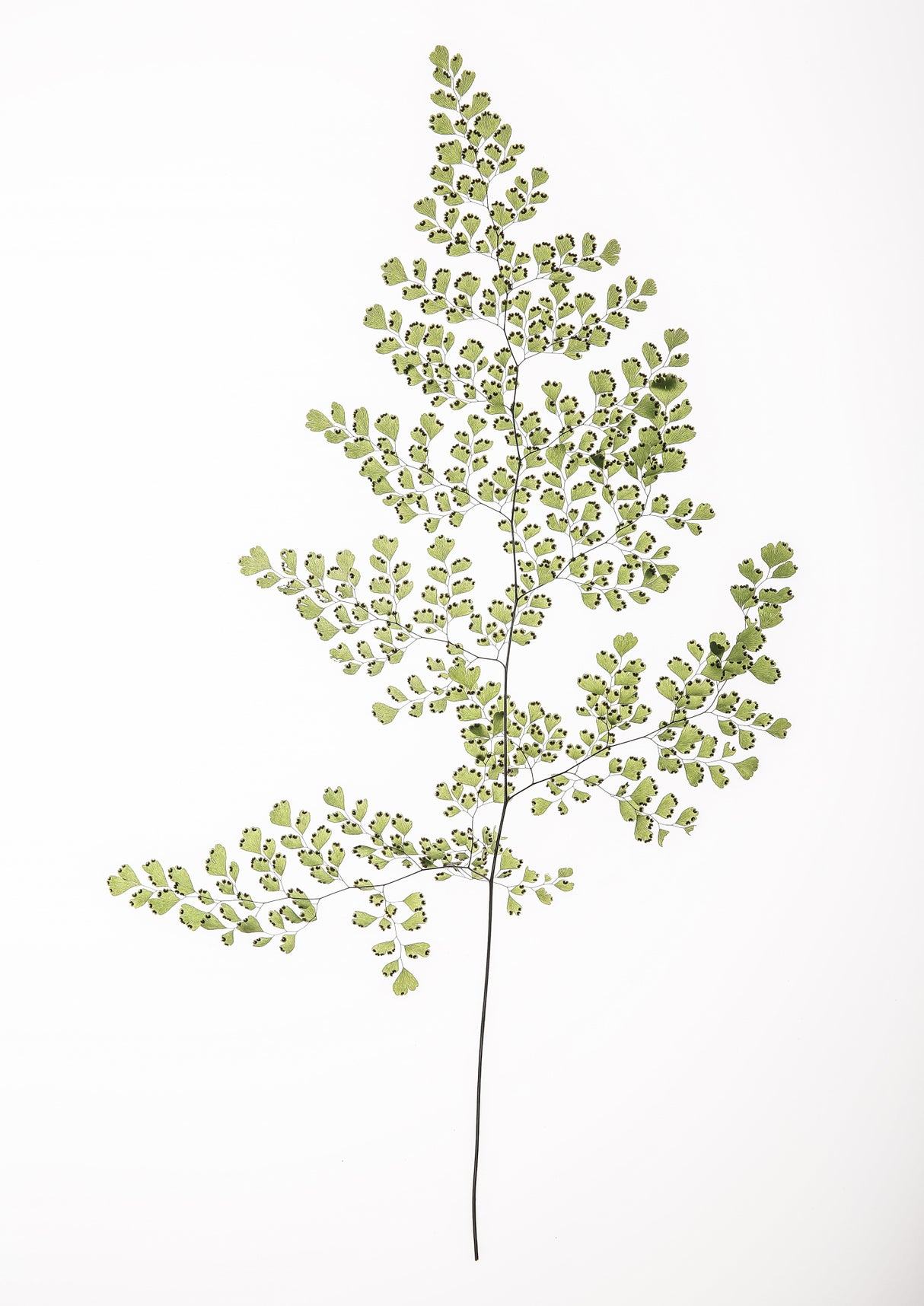 Leaf Study 06 Poster och Canvastavla