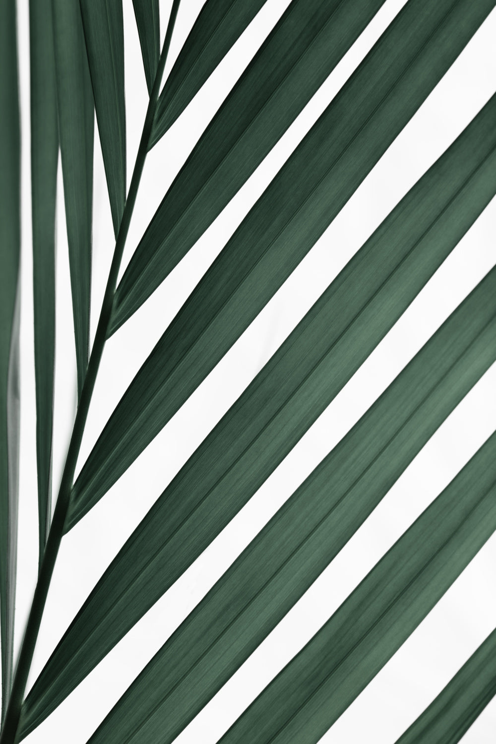 Graphic palm leaf_3 Poster och Canvastavla