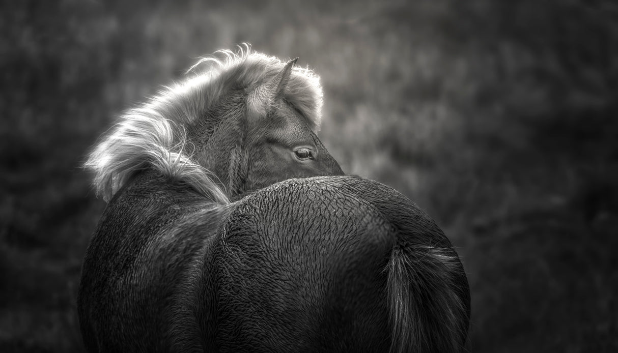 Icelandic horse Poster och Canvastavla