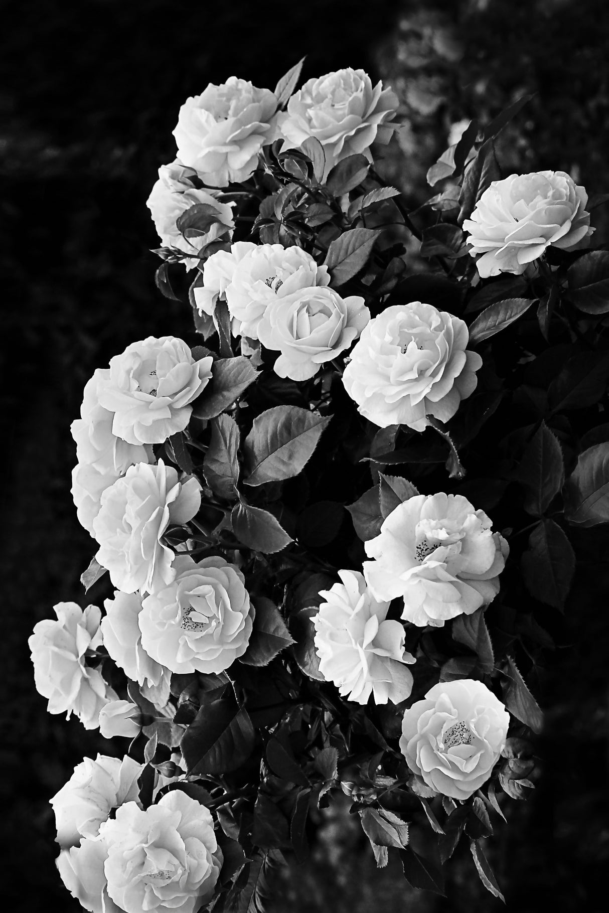 Rose Bush Poster och Canvastavla