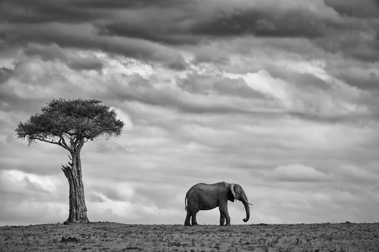 Elephant Landscape Poster och Canvastavla