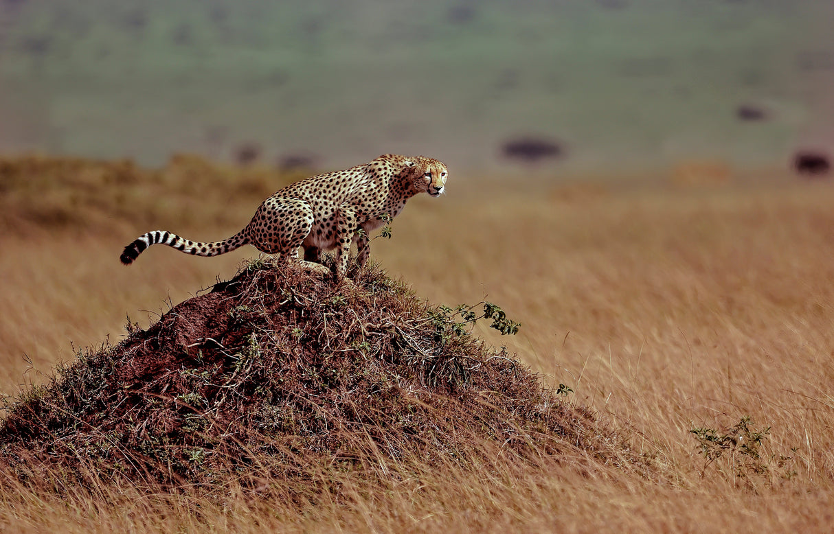 Cheetah Poster och Canvastavla