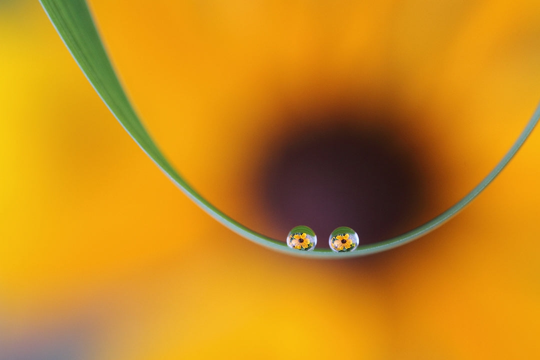 Eyes of flowers Poster och Canvastavla