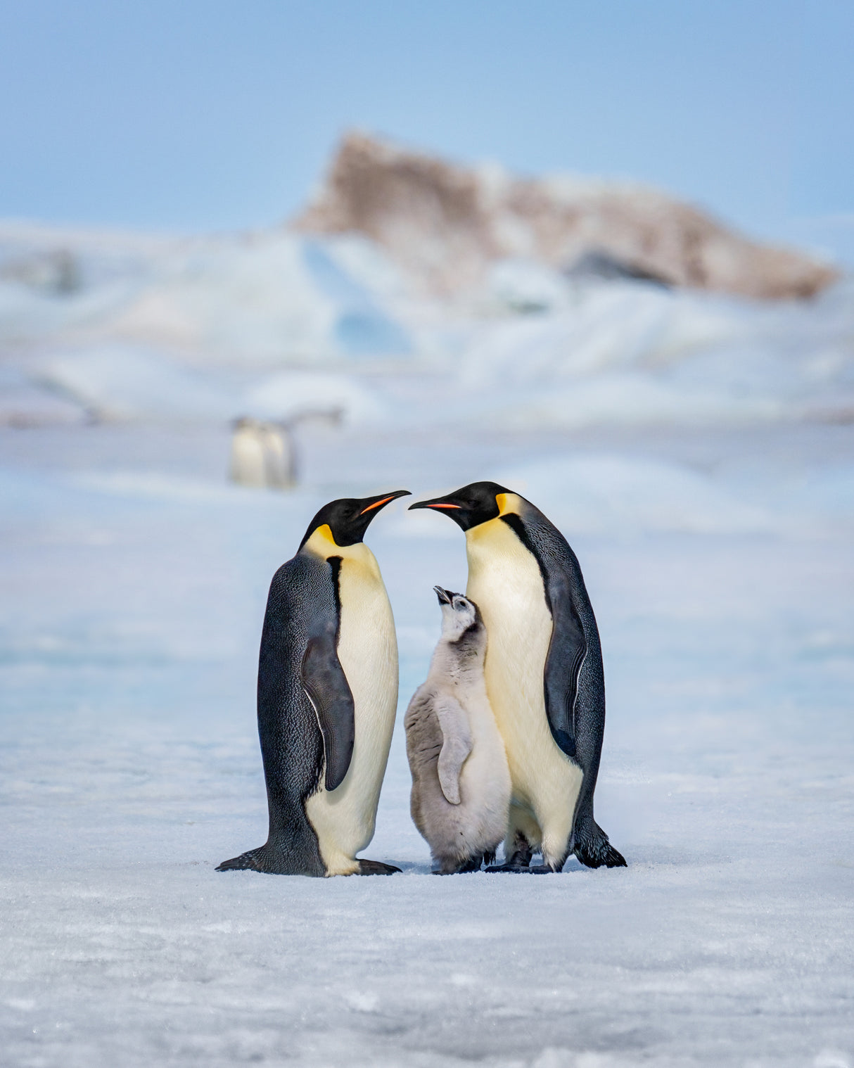 Emperor penguin family Poster och Canvastavla
