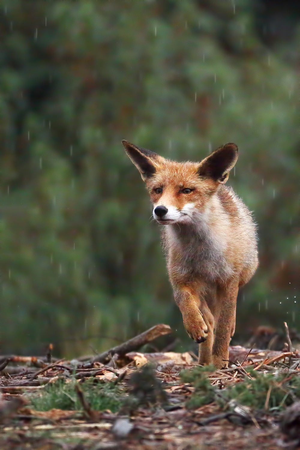 Rain fox Poster och Canvastavla