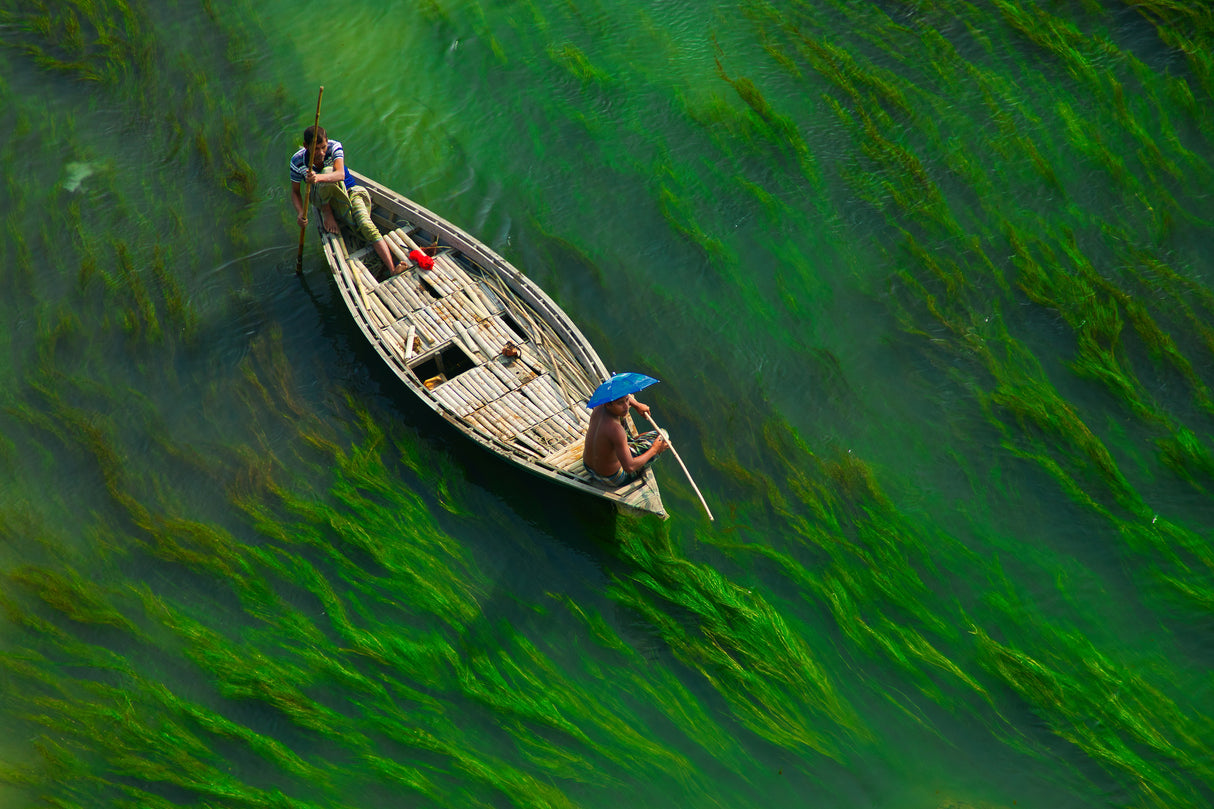 Green river Poster och Canvastavla
