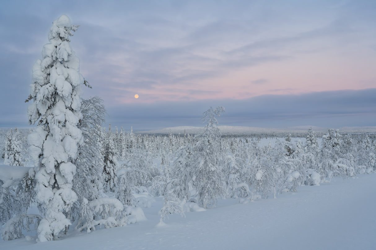 Winter Wonderland Poster och Canvastavla
