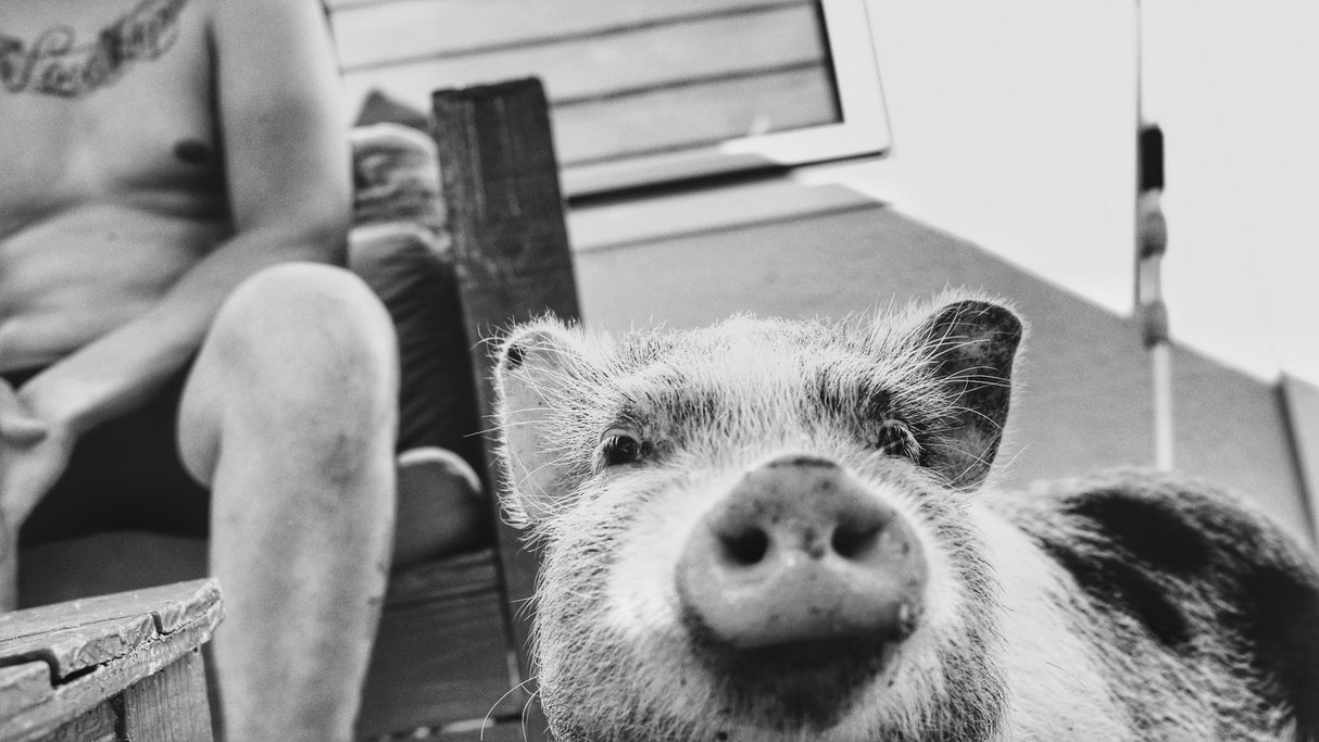 Pig. Poster och Canvastavla
