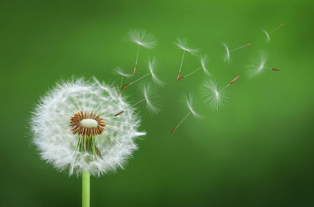 Dandelion Blowing Poster och Canvastavla