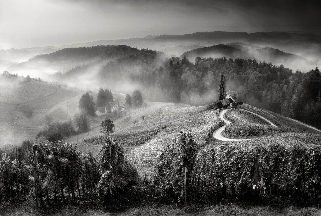 Wine road Poster och Canvastavla