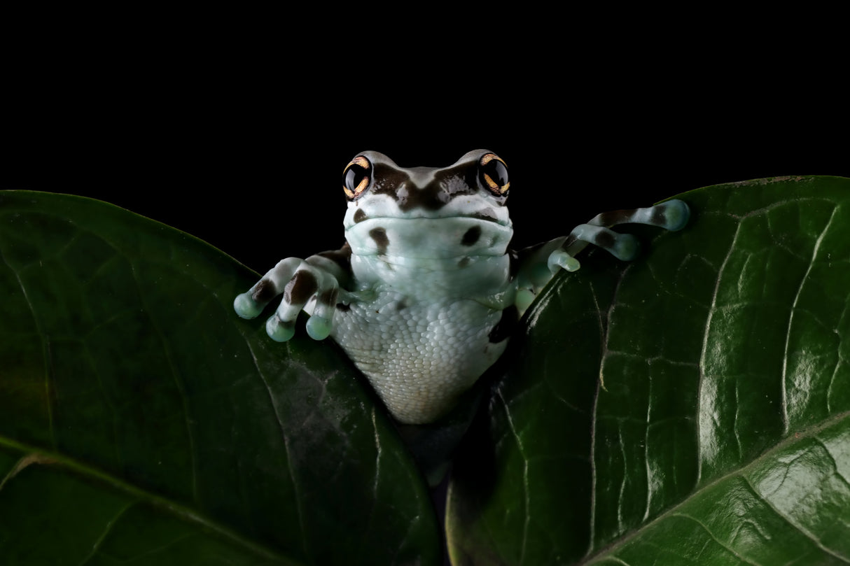 Milk in the dark Poster och Canvastavla