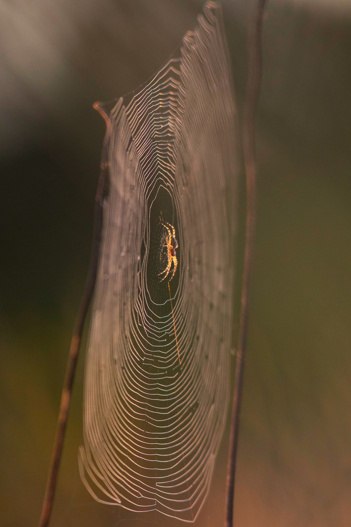 Golden spider Poster och Canvastavla