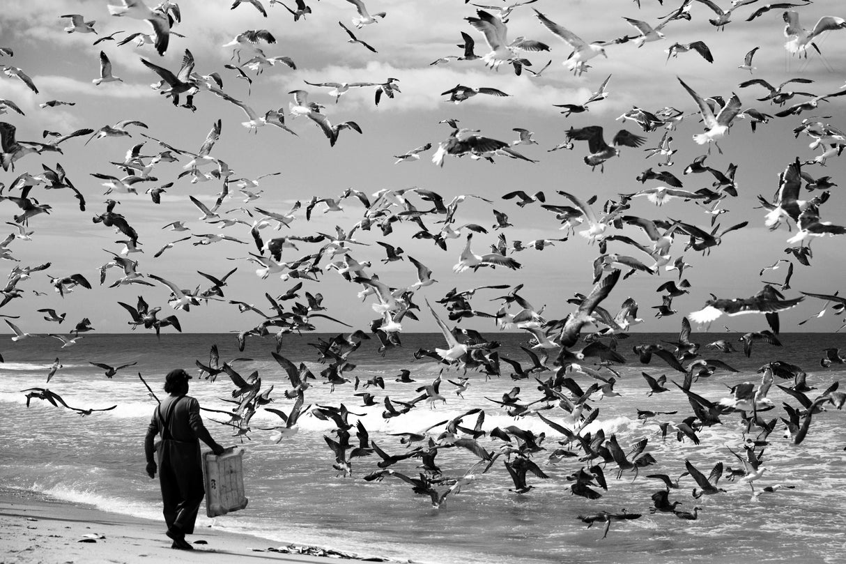 Birds birds Poster och Canvastavla