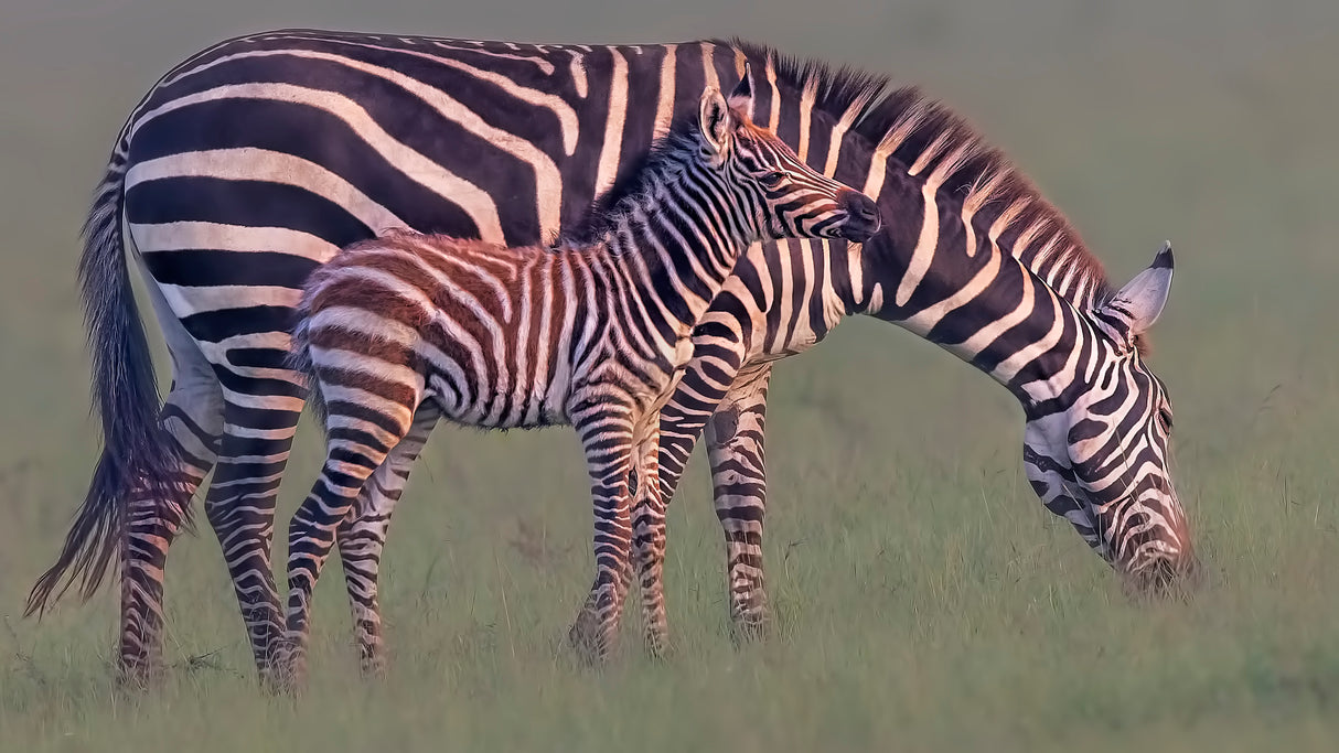 Baby Zebra Poster och Canvastavla