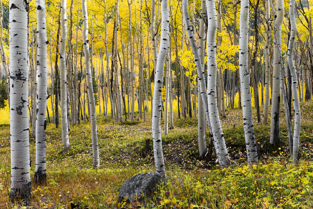 Autumn Birchs Poster och Canvastavla