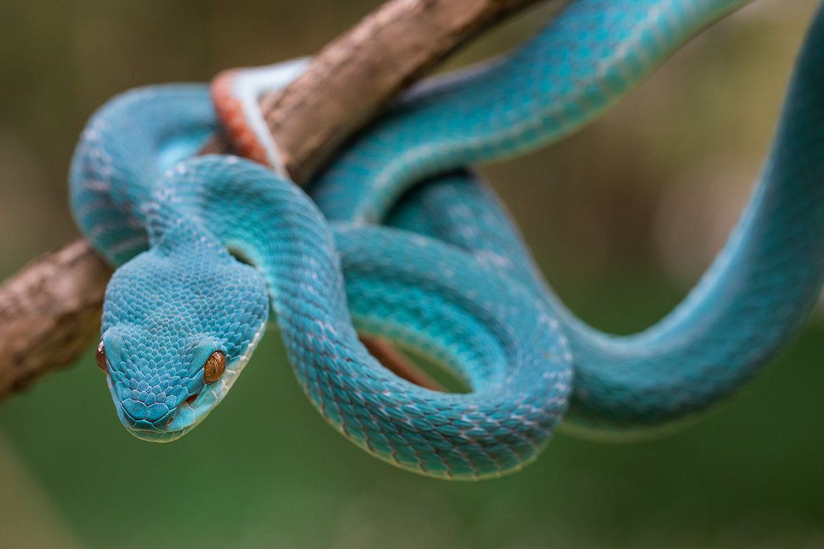 Blue Viper Poster och Canvastavla