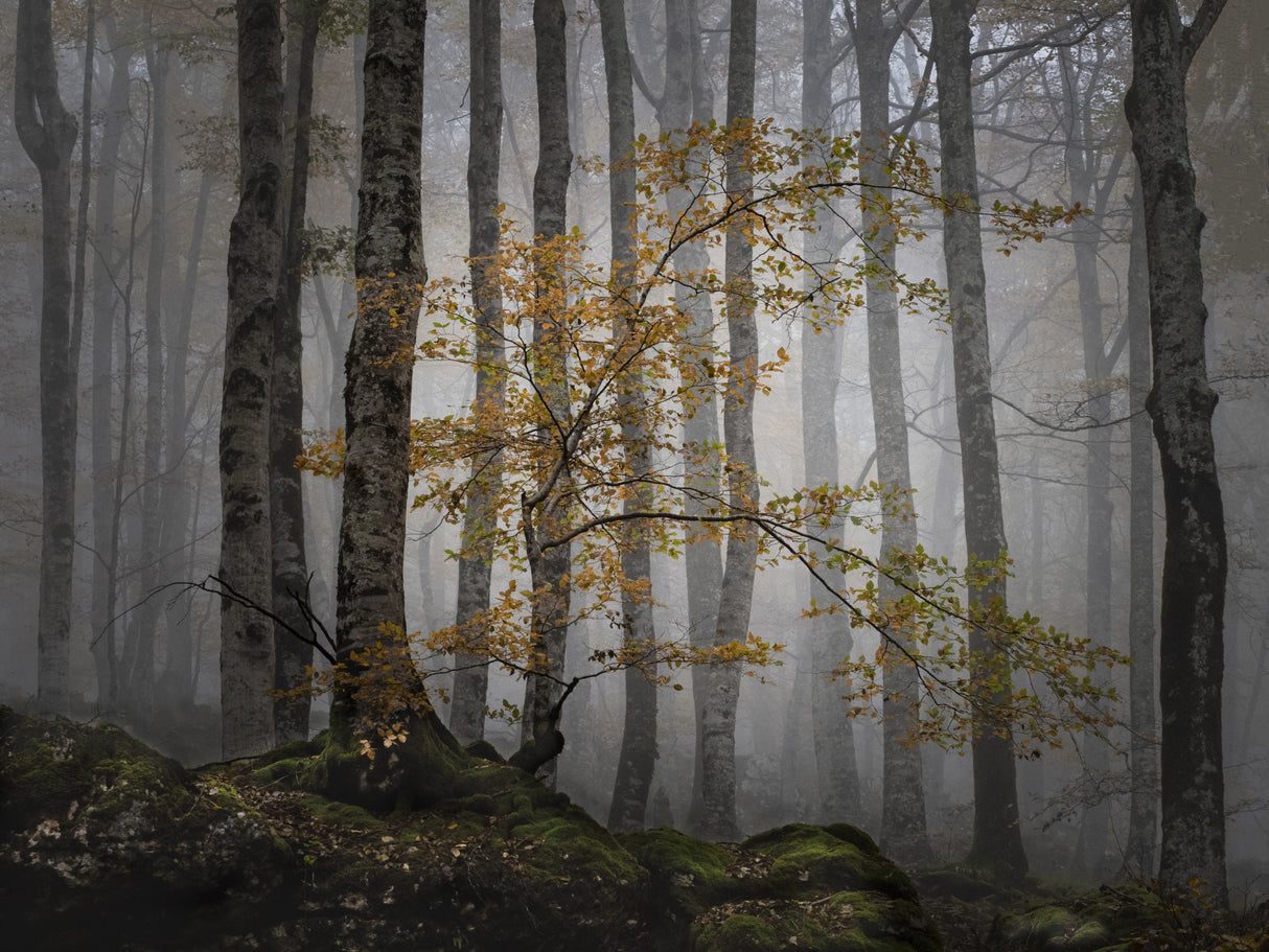 Bosque en la niebla Poster och Canvastavla