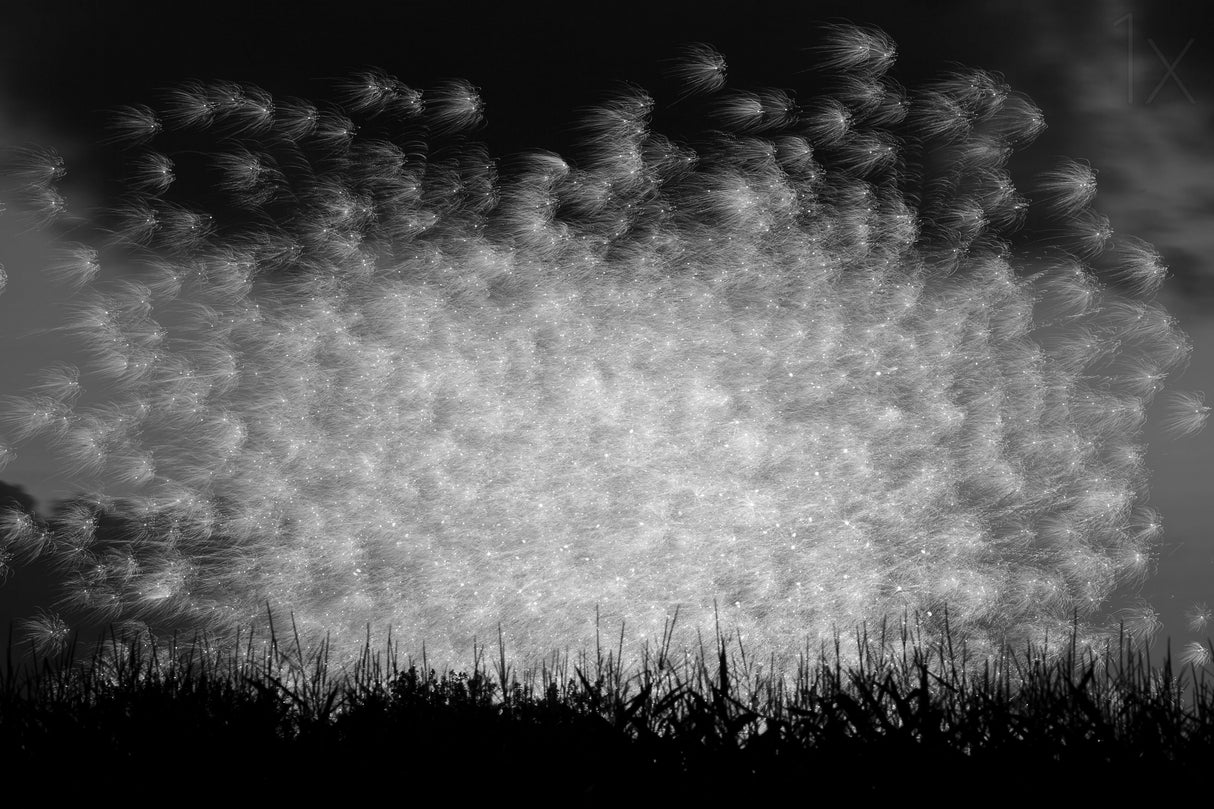 Fairy Sprite Explosion! Poster och Canvastavla