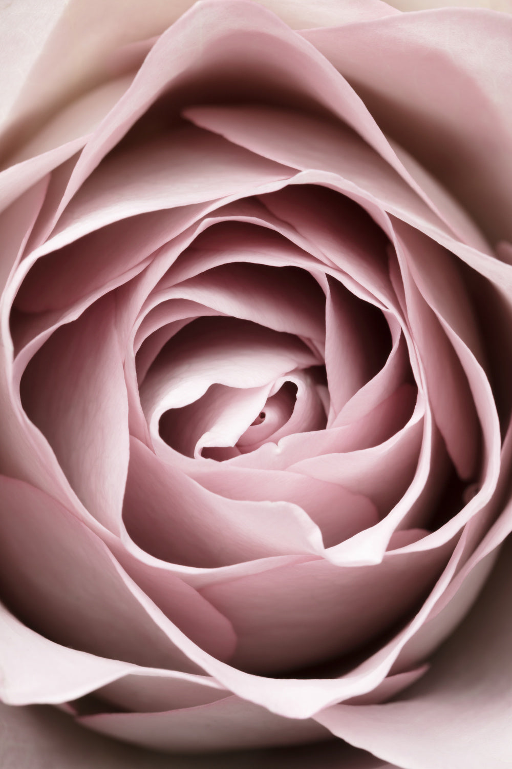 Pink Rose No 04 Poster och Canvastavla