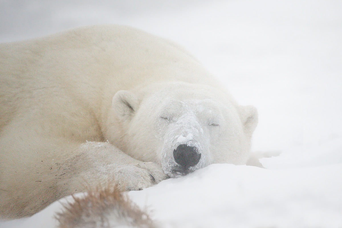 Sleeping Poster och Canvastavla