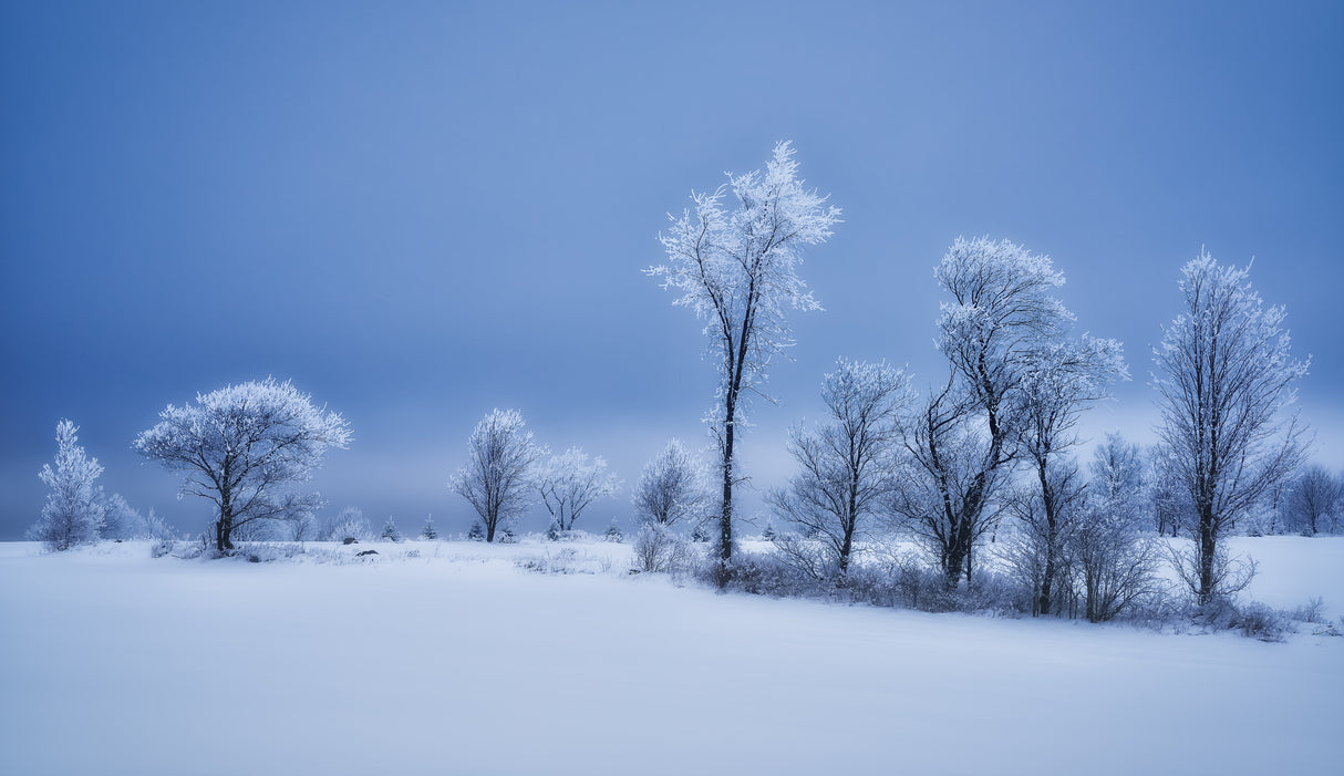 Winterland Poster och Canvastavla