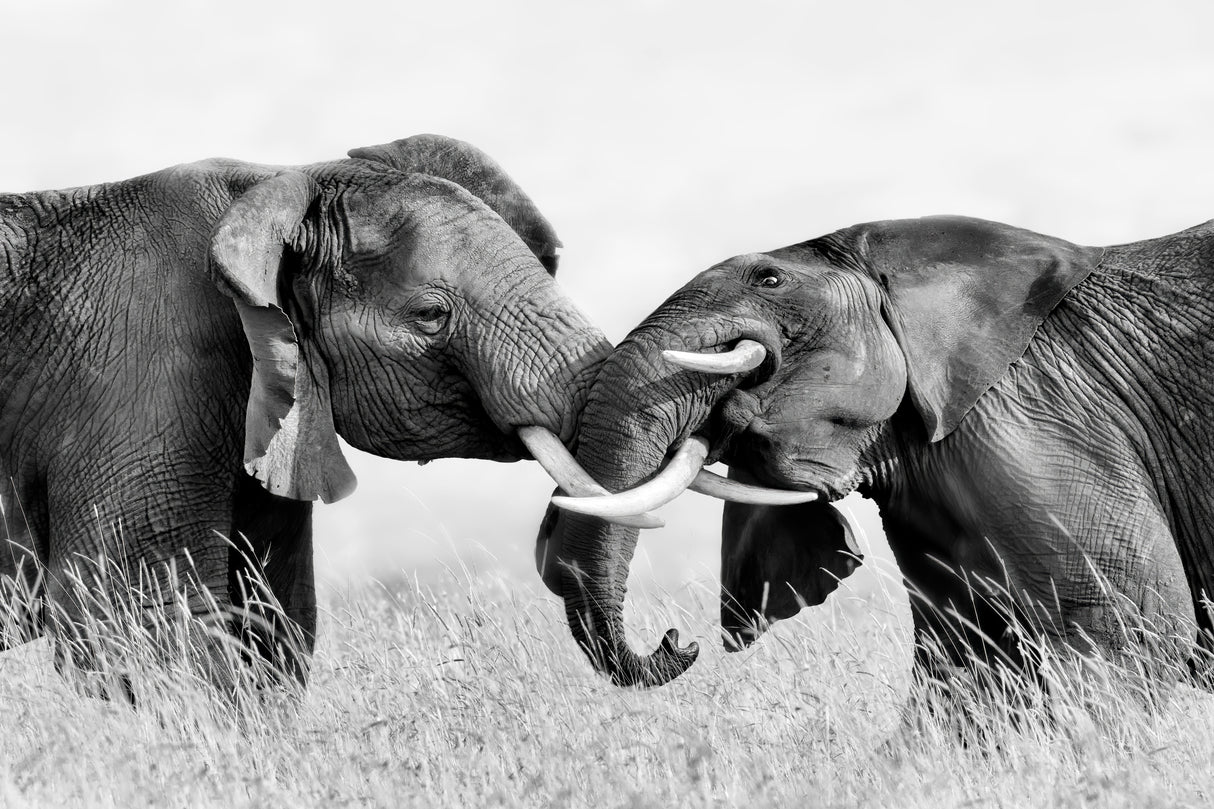 Elephant Fighting Poster och Canvastavla