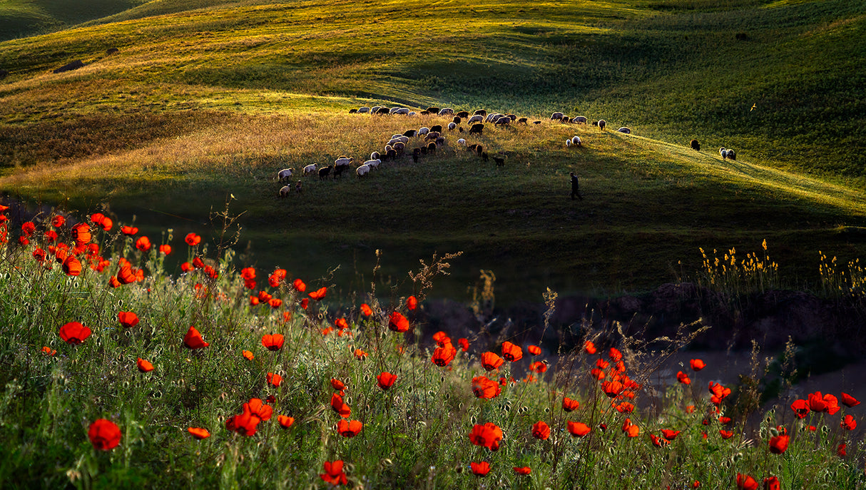 Spring scene of Ili Kazakh Prairies Poster och Canvastavla