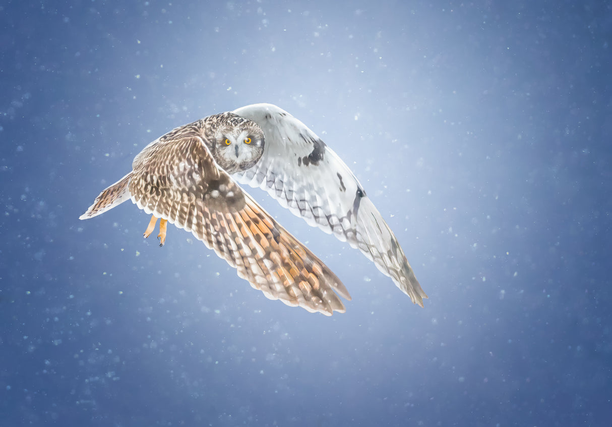 Short-eared Owl Poster och Canvastavla