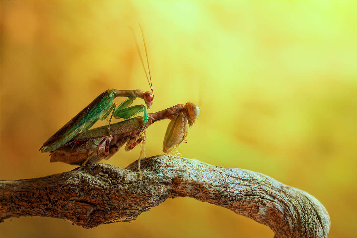 Mantises in love Poster och Canvastavla