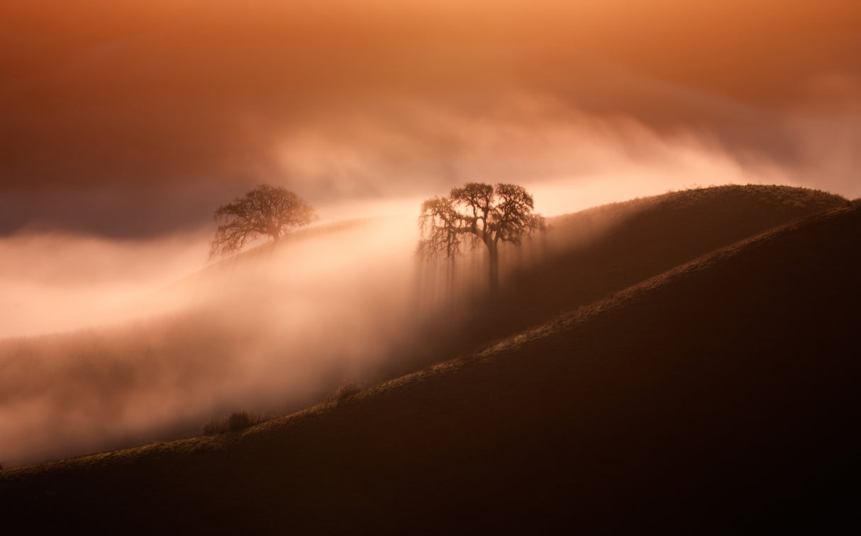 When Sun Shine Above Fog Poster och Canvastavla
