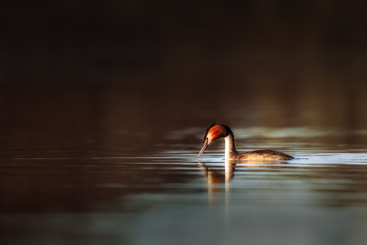Great Crested Grebe Poster och Canvastavla