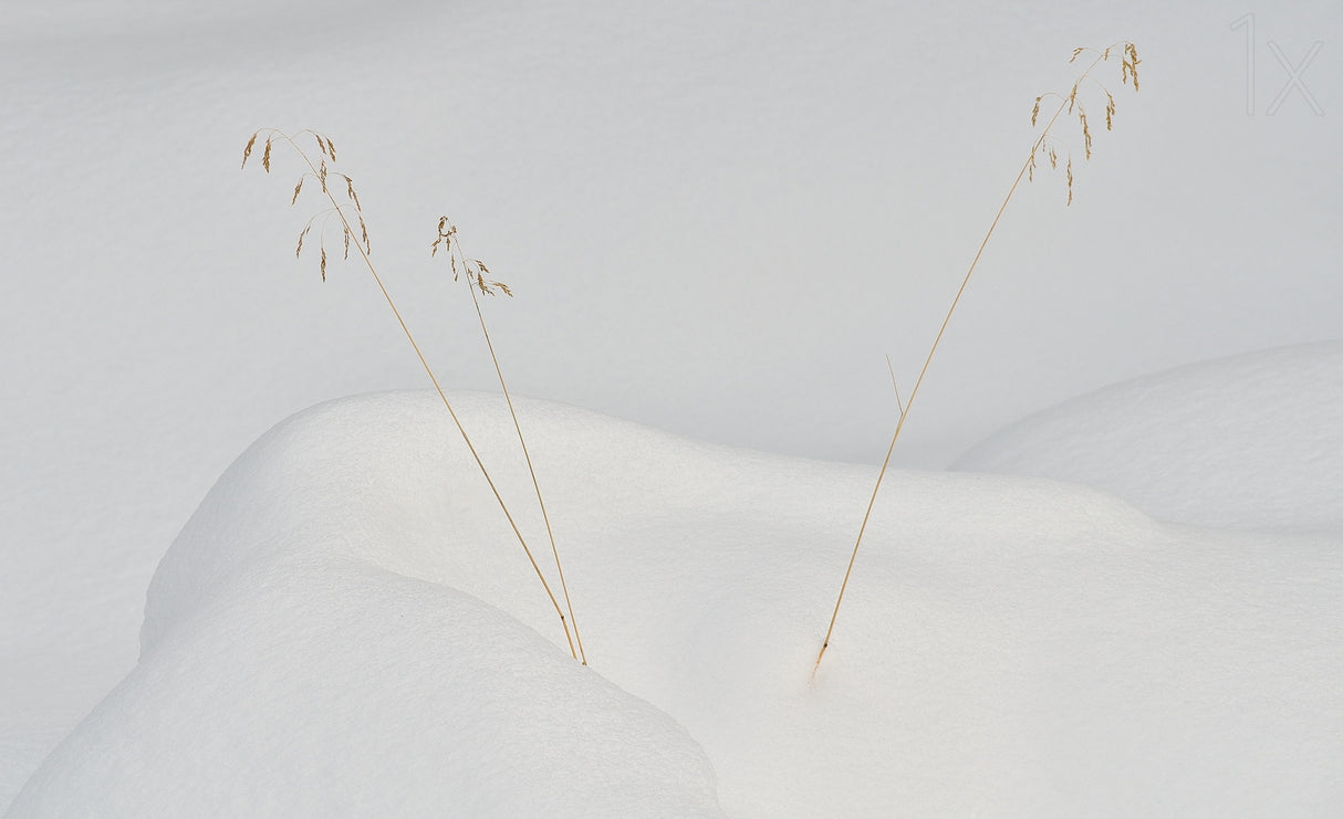 lonely in the snow Poster och Canvastavla