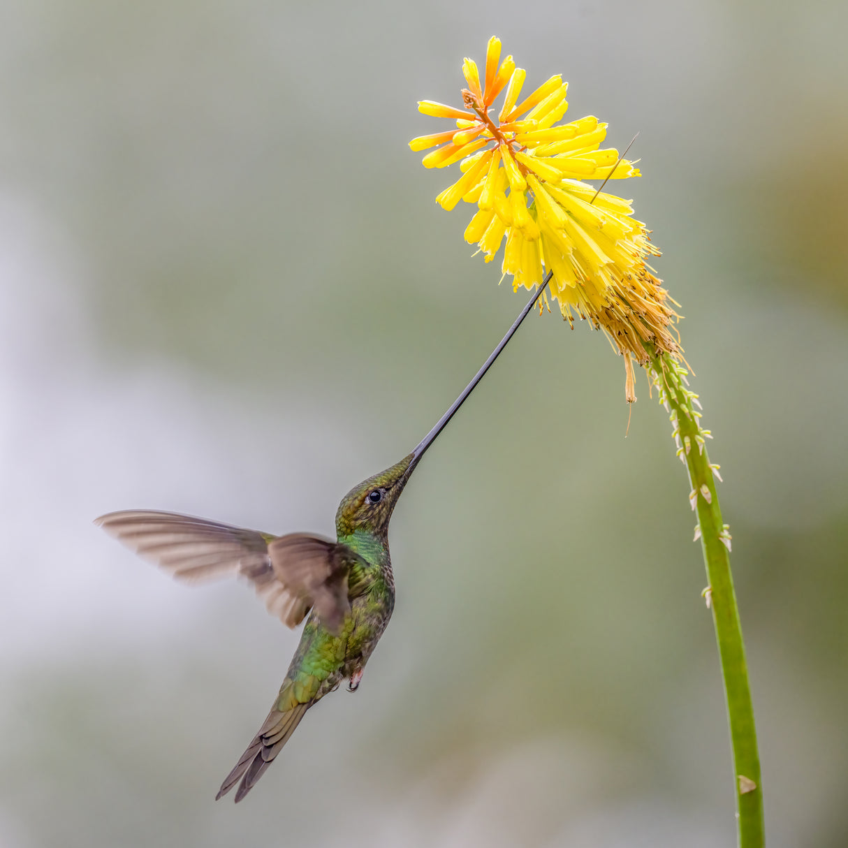 Sward_Billed Hummingbird Poster och Canvastavla