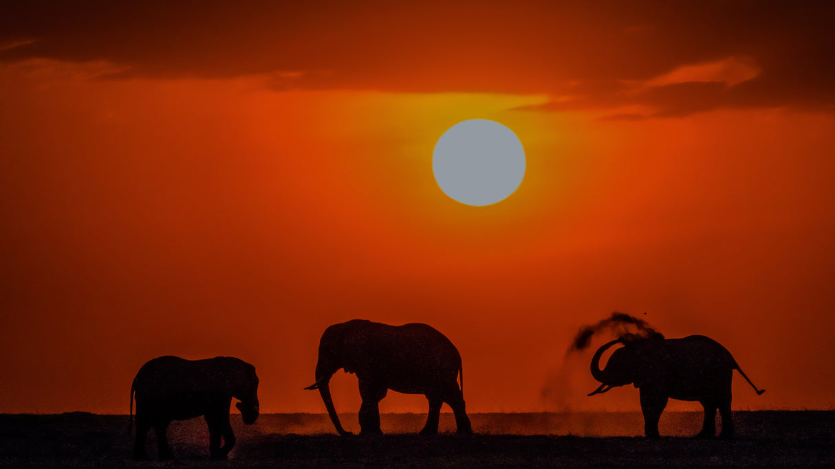 Sunset at Kenya Poster och Canvastavla