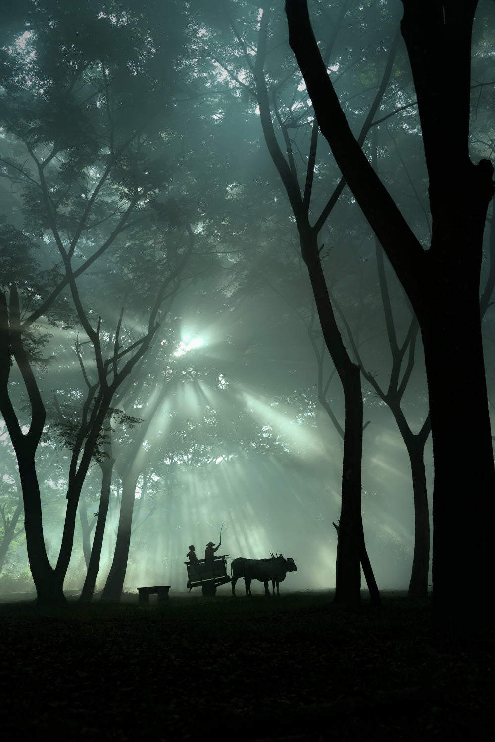 oxcart silhouette Poster och Canvastavla