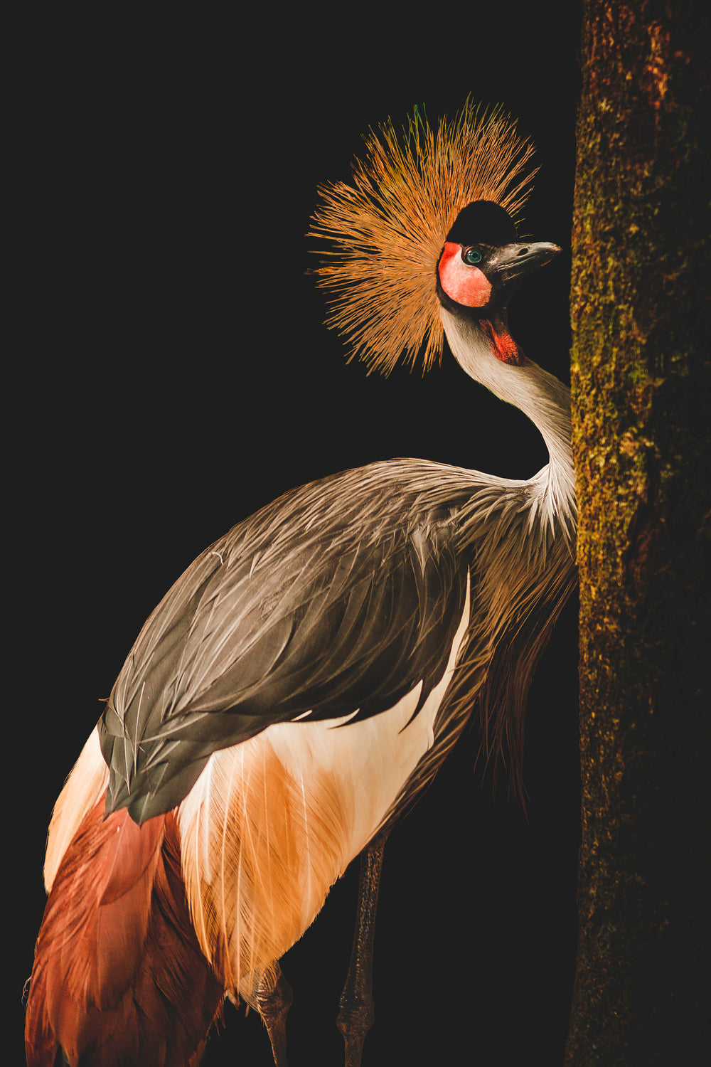 Grey Crowned Crane Poster och Canvastavla
