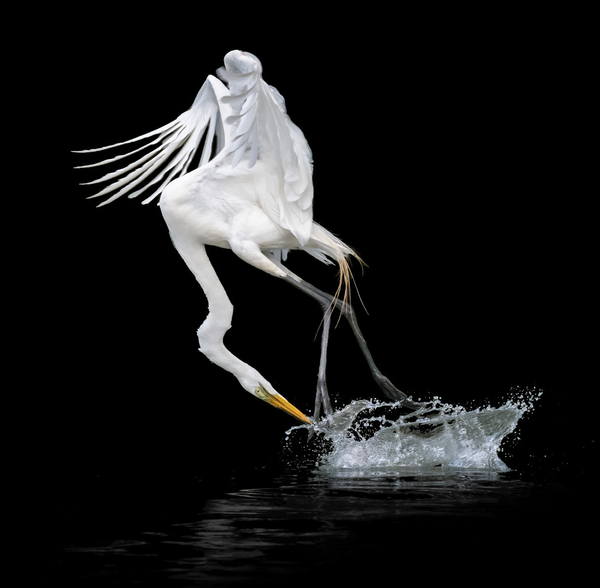 Out of Water Poster och Canvastavla